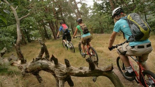 Fahrradfahrer fahren hintereinander durch den Wald